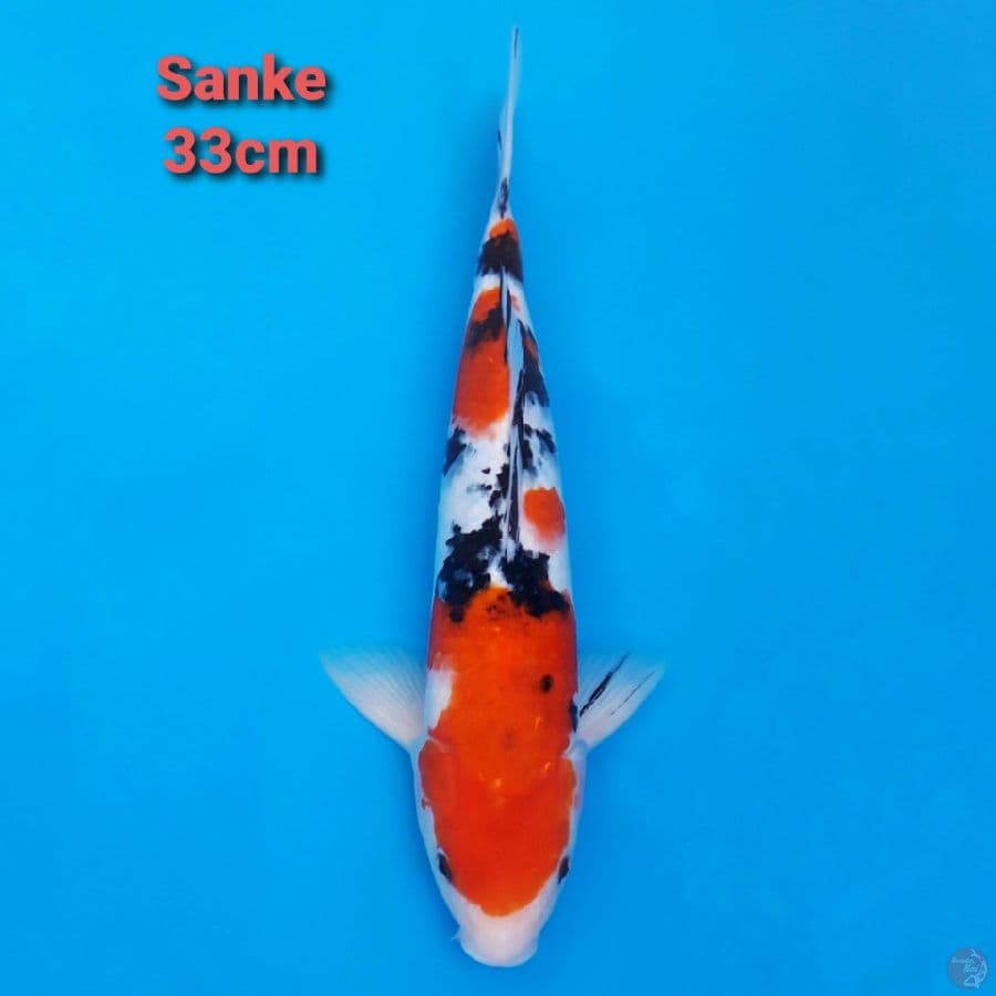 Sanke 33cm Sandan