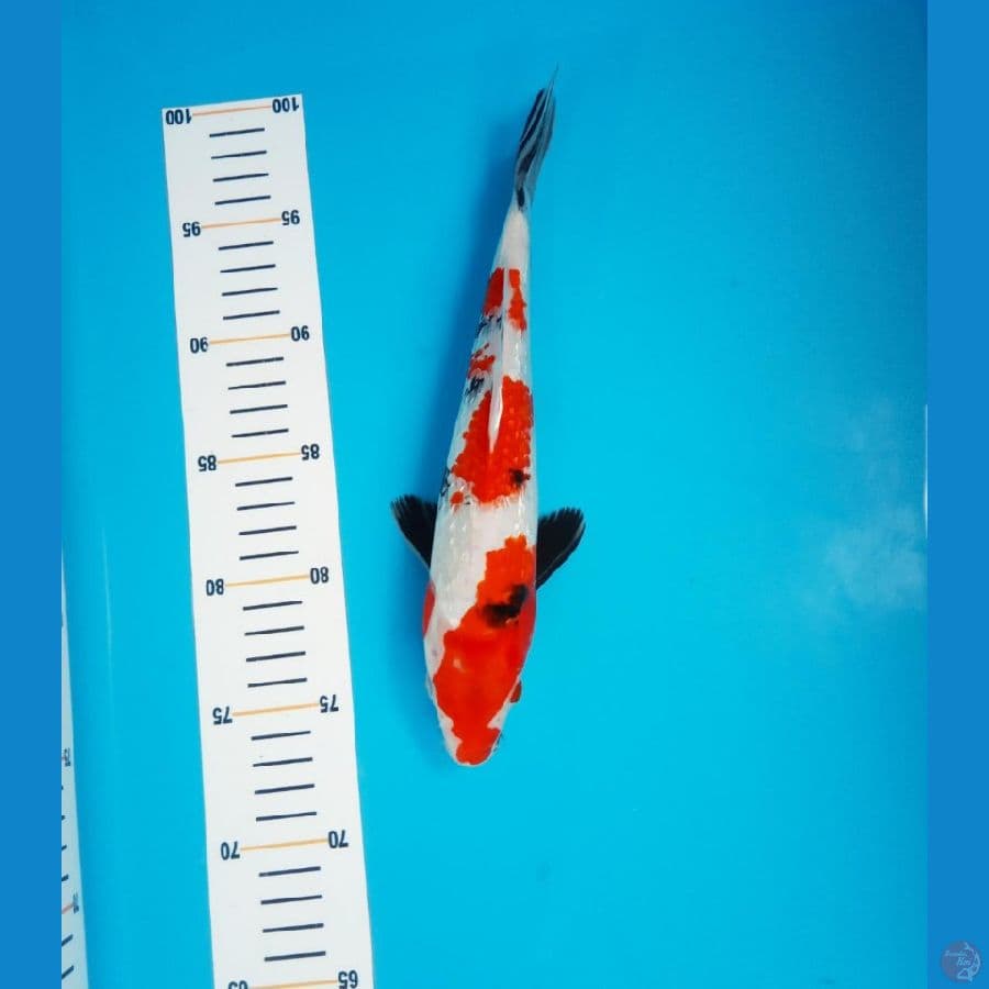 showa gindrin 28cm