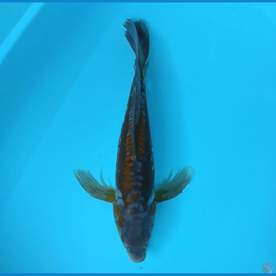 KUMOAY OCHIBA ARAGOKE