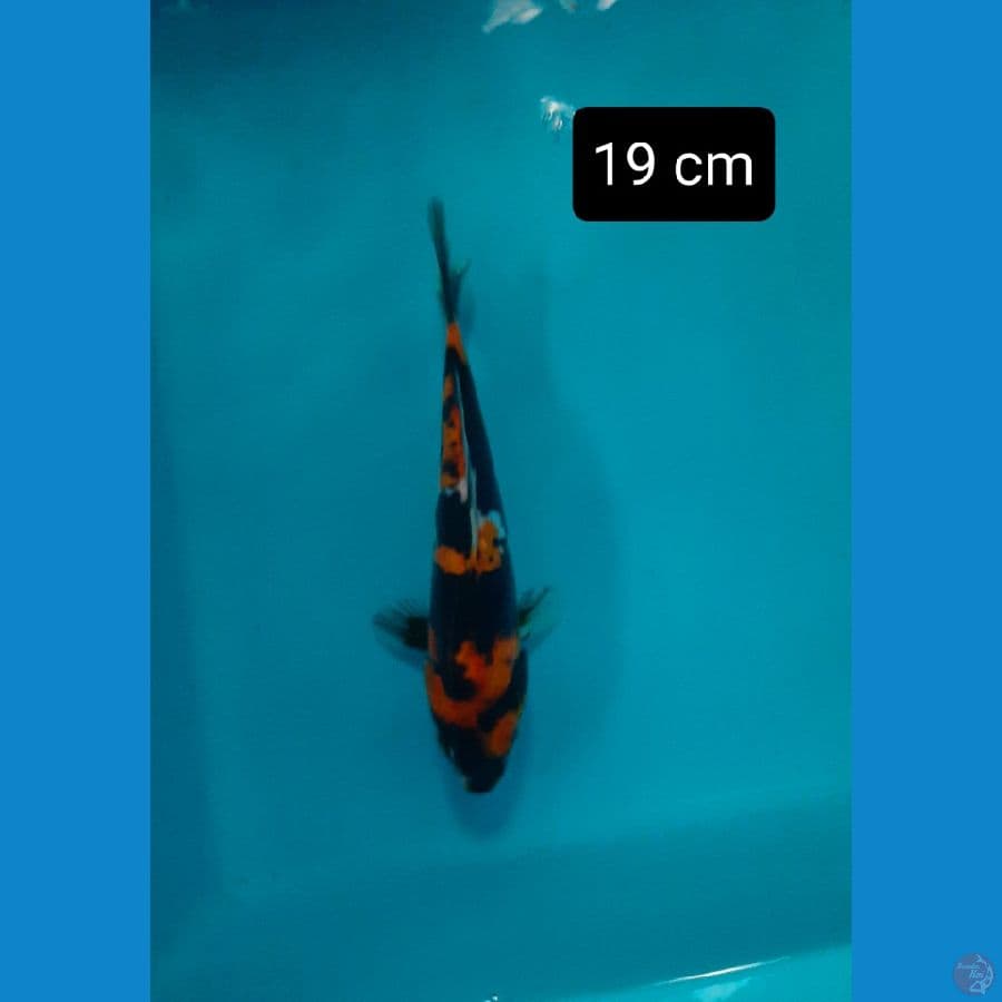 doitsu 19 cm