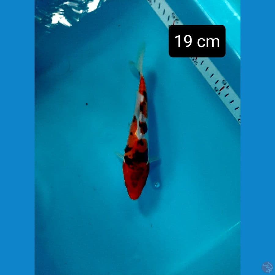 doitsu 19 cm