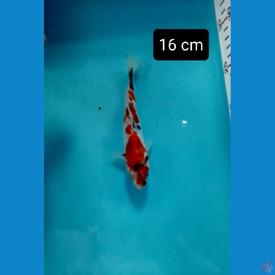 doitsu 16 cm