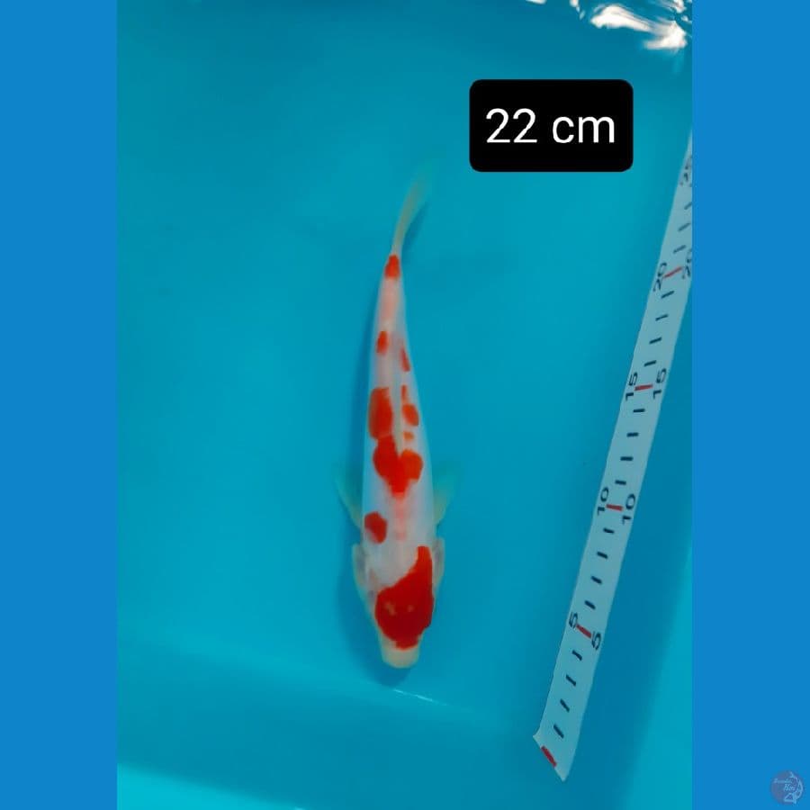 kohaku doit 22 cm