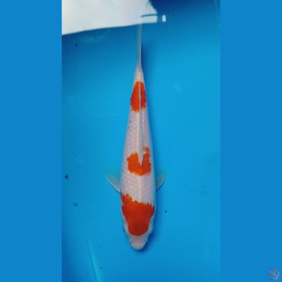kohaku 20 cm
