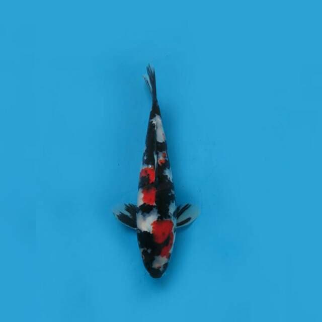 Showa Strong 27cm Male Tosai