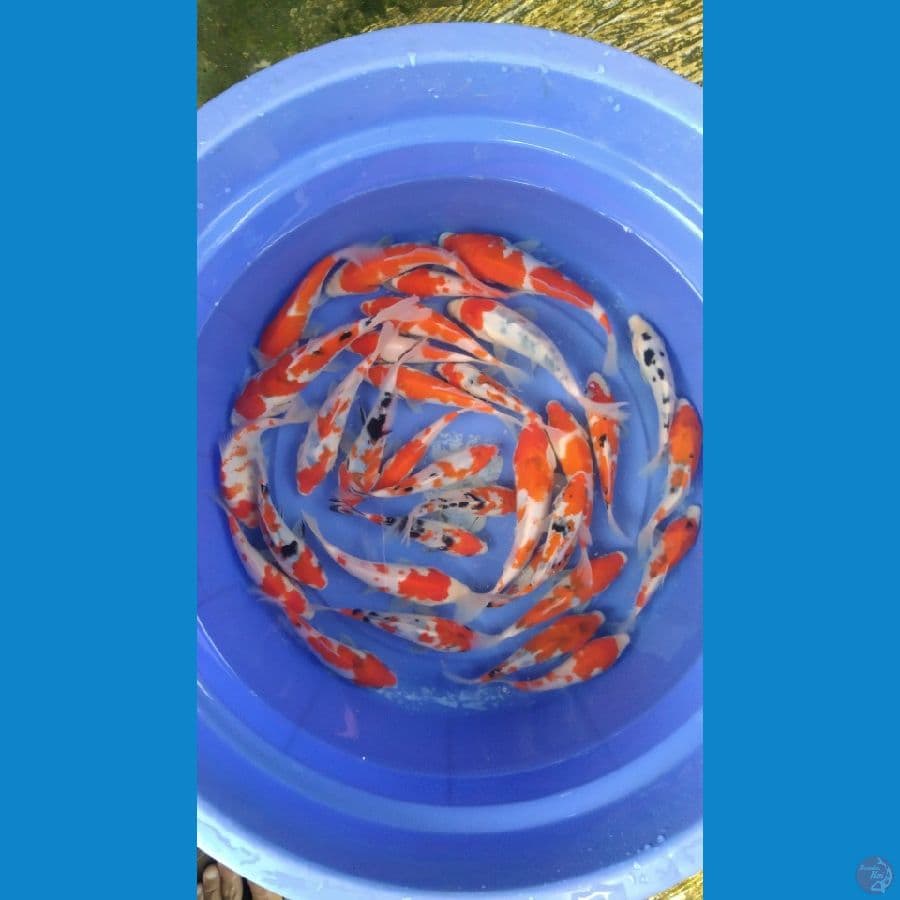 Sk paket mix 30ekor