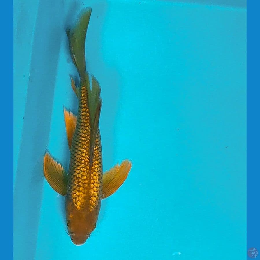 kumpay midori ginrin 26cm