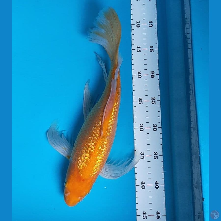 kumpay red karashi ginrin punuk 36cm