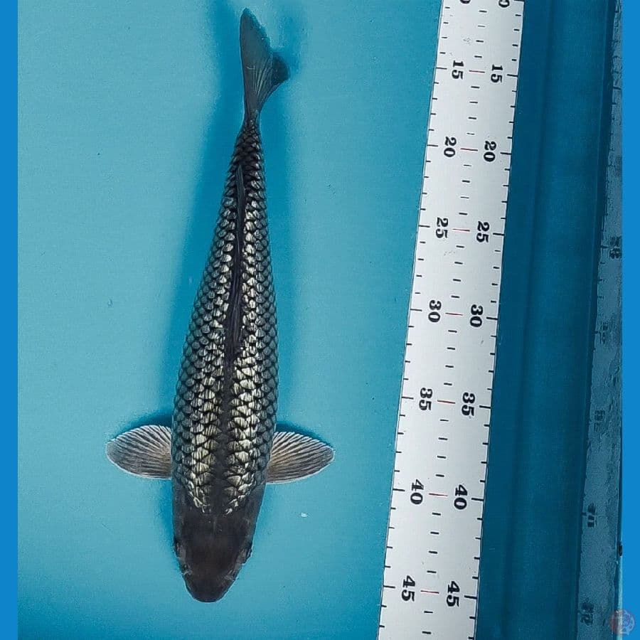 soragoi ginrin 31cm male