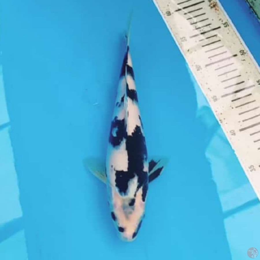 Shiro 29cm