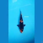 showa black jet