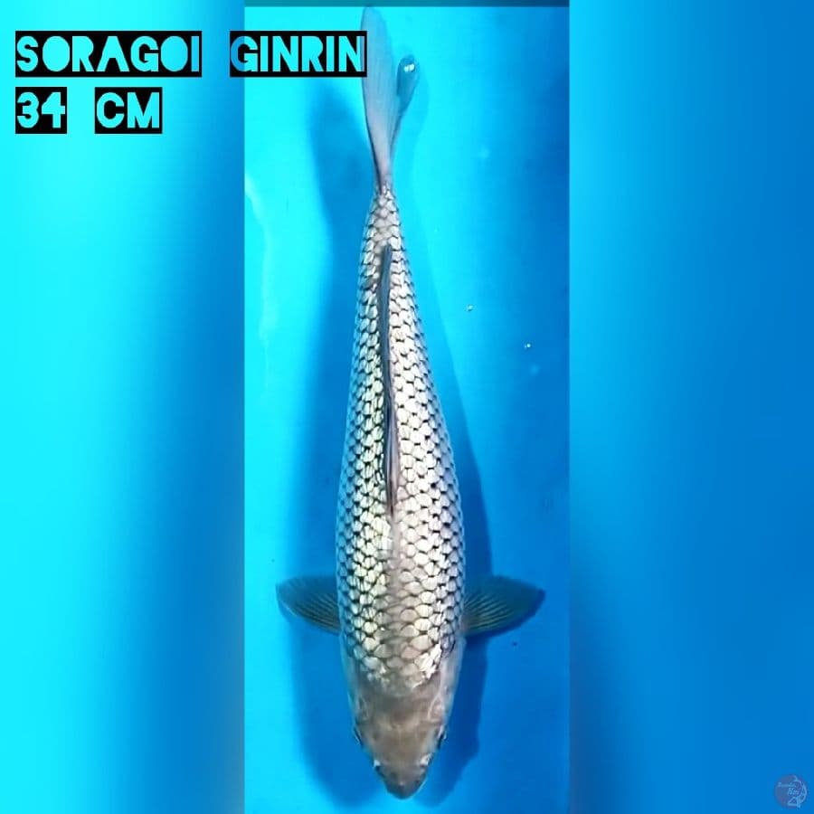 Soragoi Ginrin M34 cm
