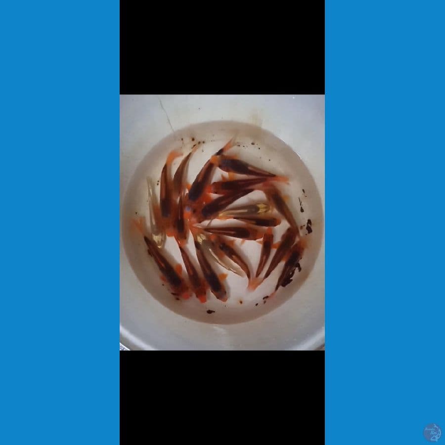 paket akamatsuba mix kabuto