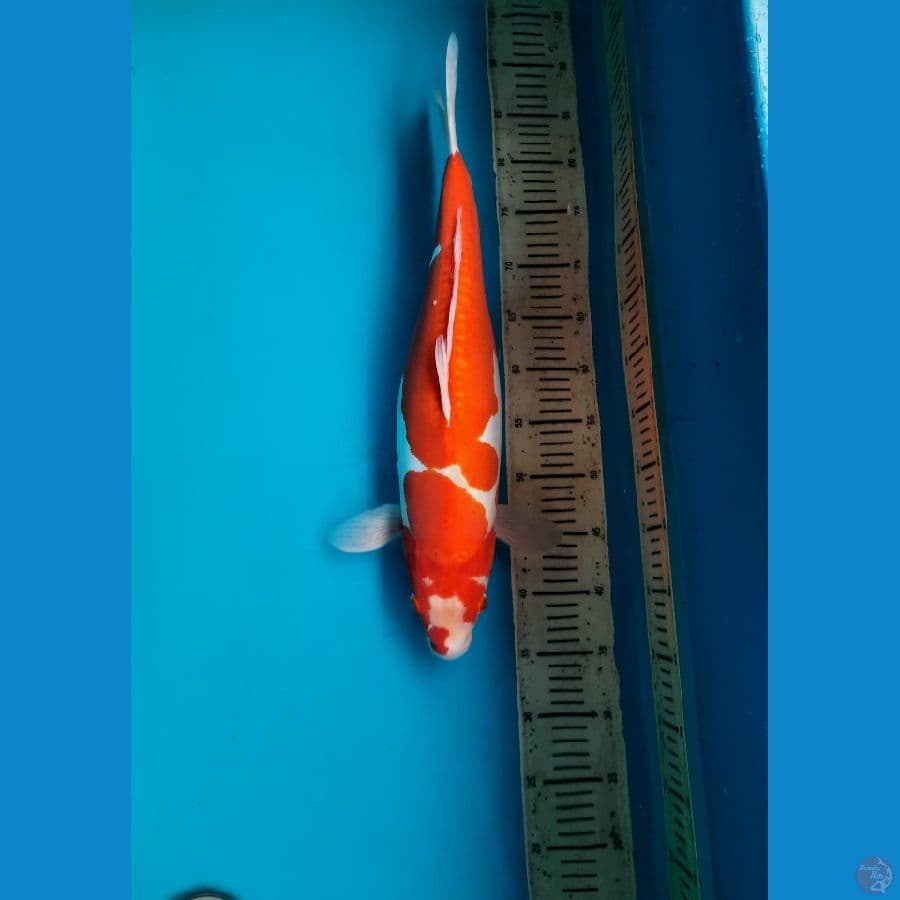 51cm Doit Kohaku 'F