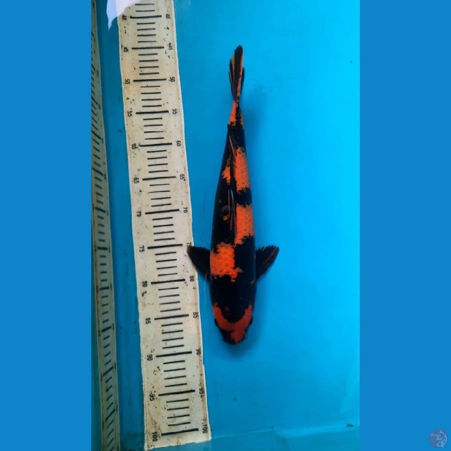 Hiu Bahan SQ 40cm Male