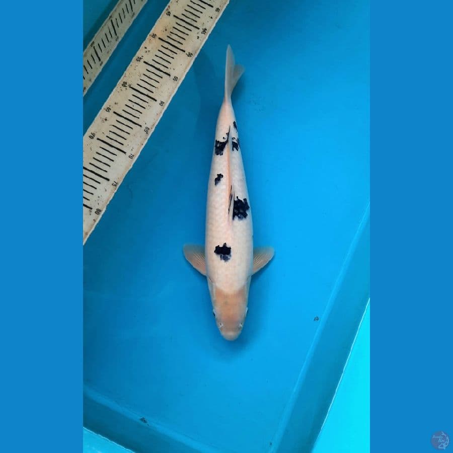 SQ Bekko 44cm Male