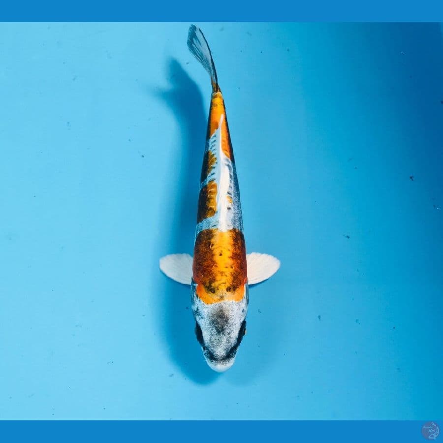 kikokuryu, 18 cm