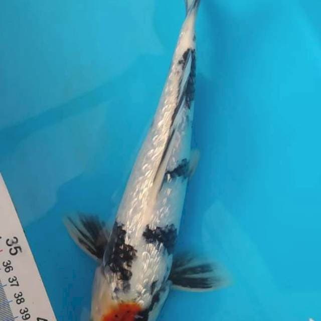 Tancho