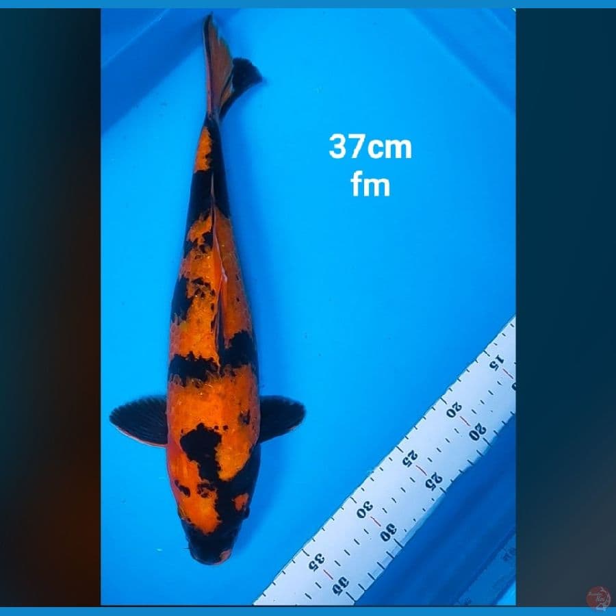utsuri 37cm
