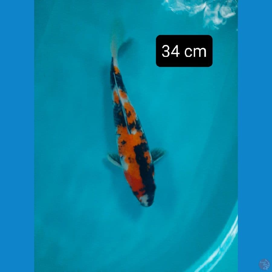 showa patern 34 cm