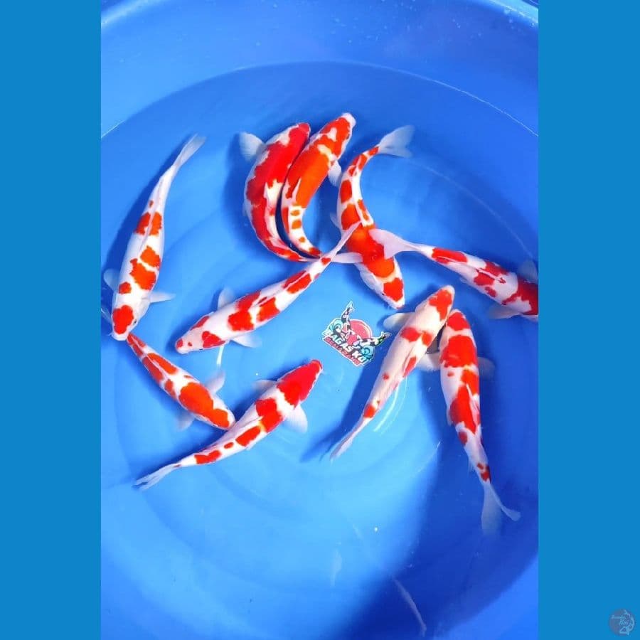 kohaku 10ekor 35-38cm