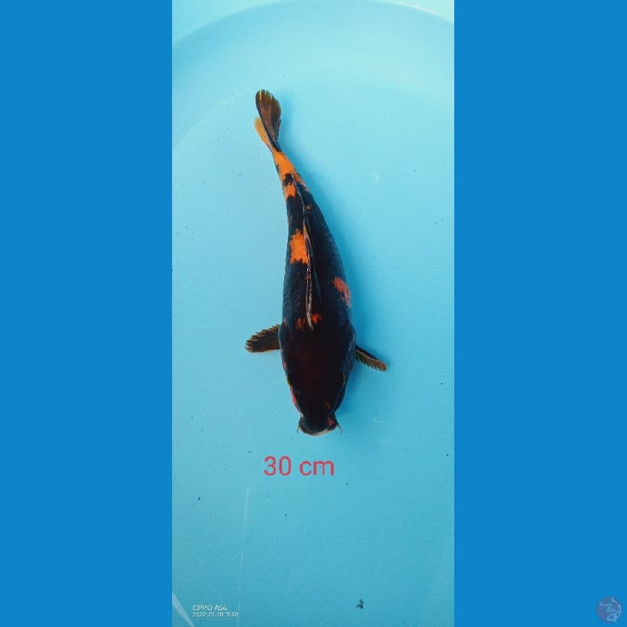 hishowa 28 cm