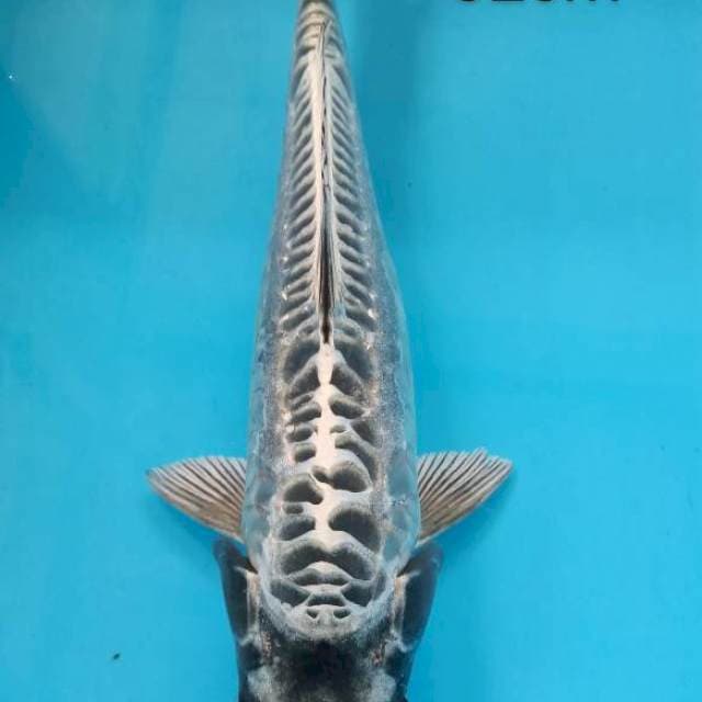 kiko a tikan 32cm