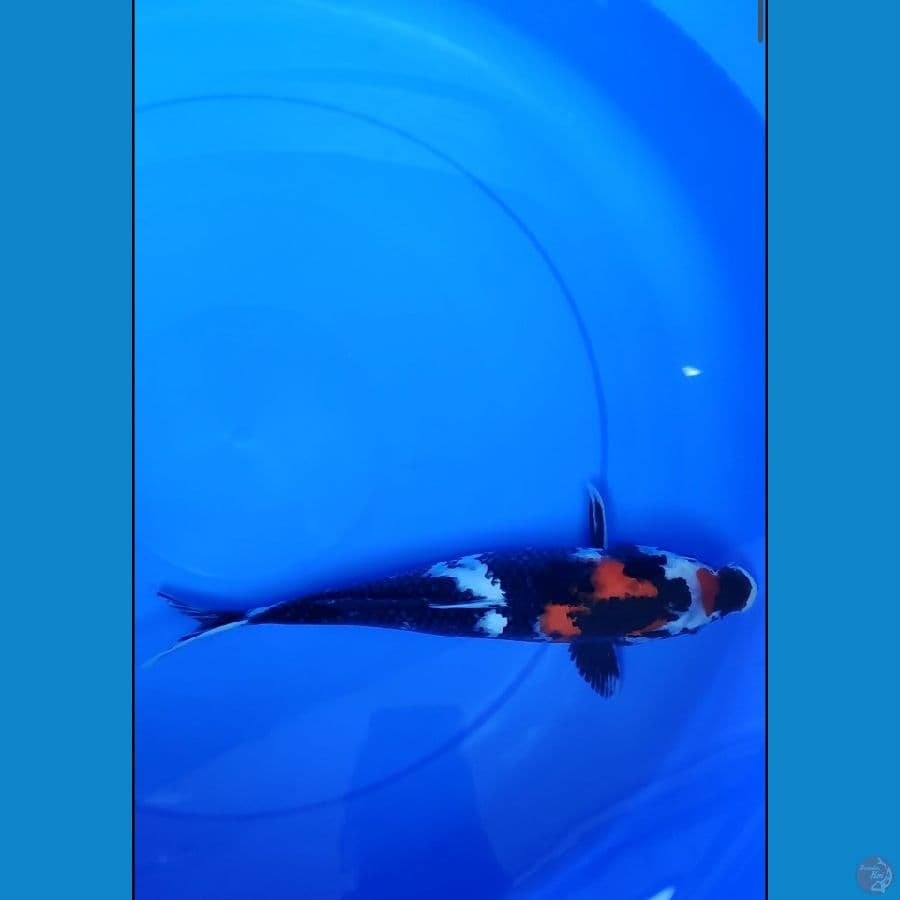 showa 31 cm