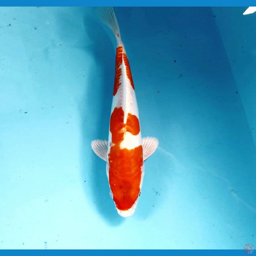 kikushui 21cm