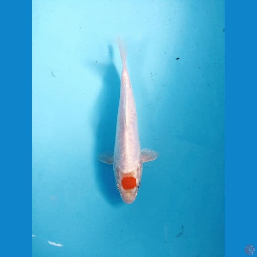 tancho kikushui 18cm