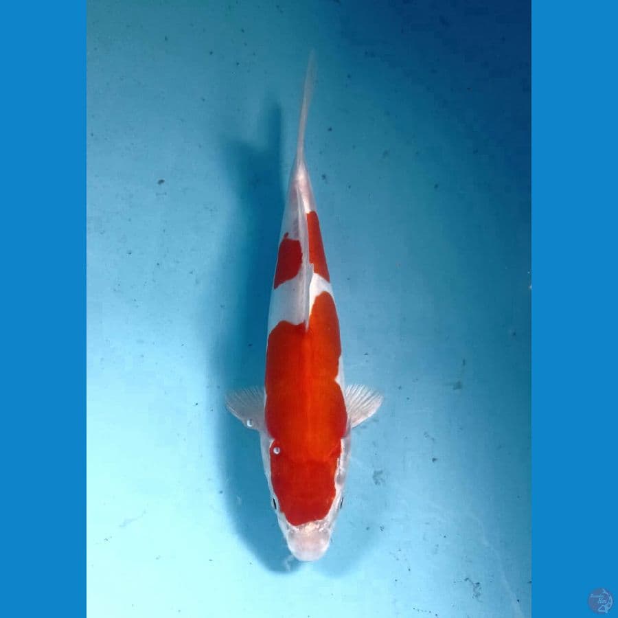 kikushui 22cm
