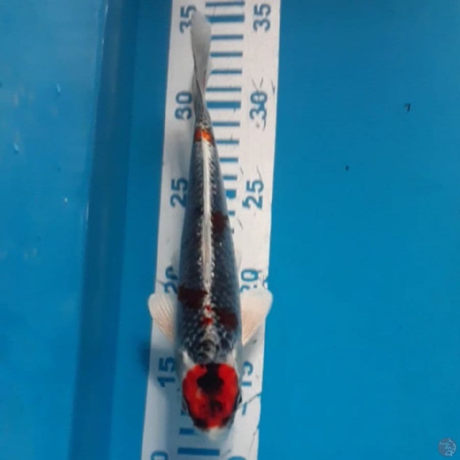 Ginga 22 cm