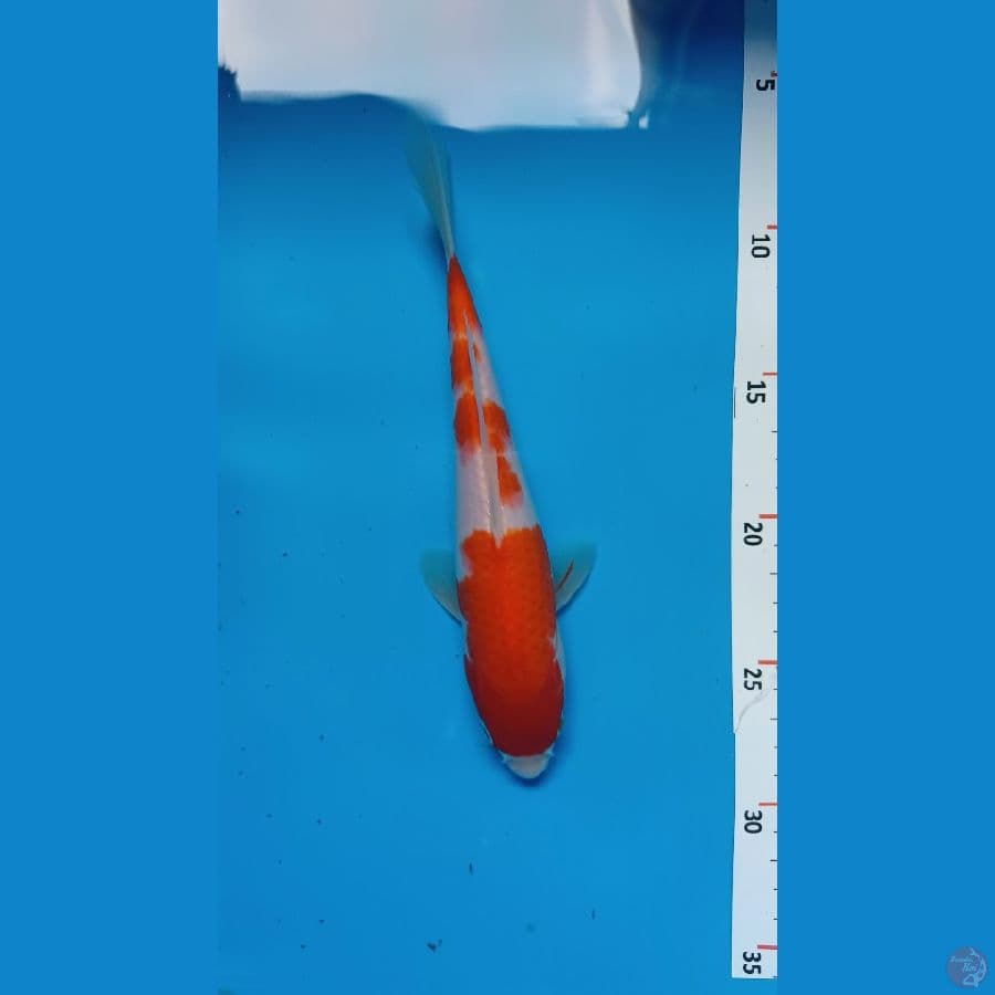 kohaku ori 22 cm