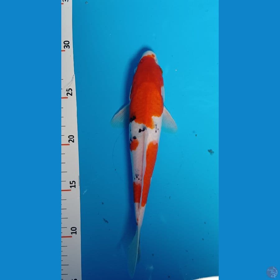 sangke 22 cm