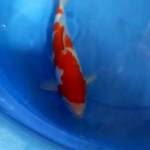 Kohaku ginrin super