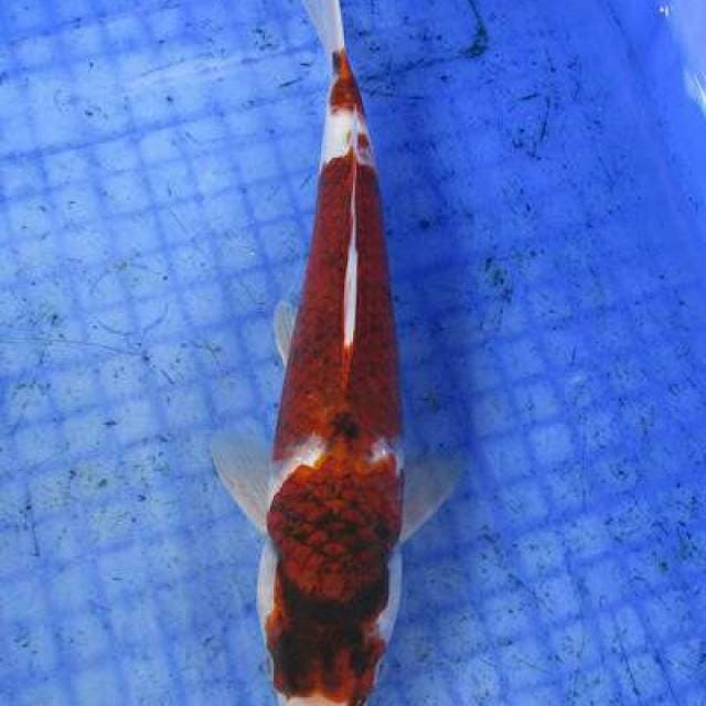 Goromo