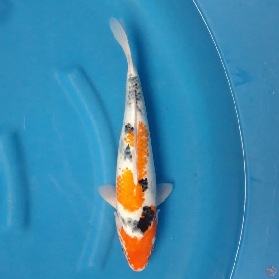 Showa 37cm