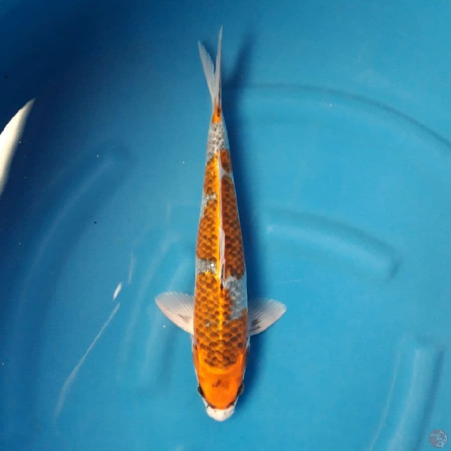 Kuro Goshiki 39cm