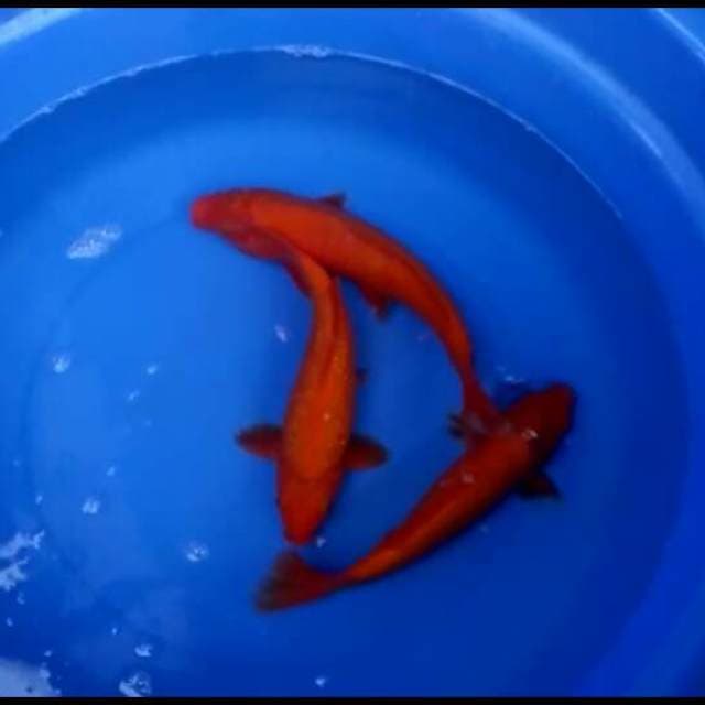 Benigoi merah tembus