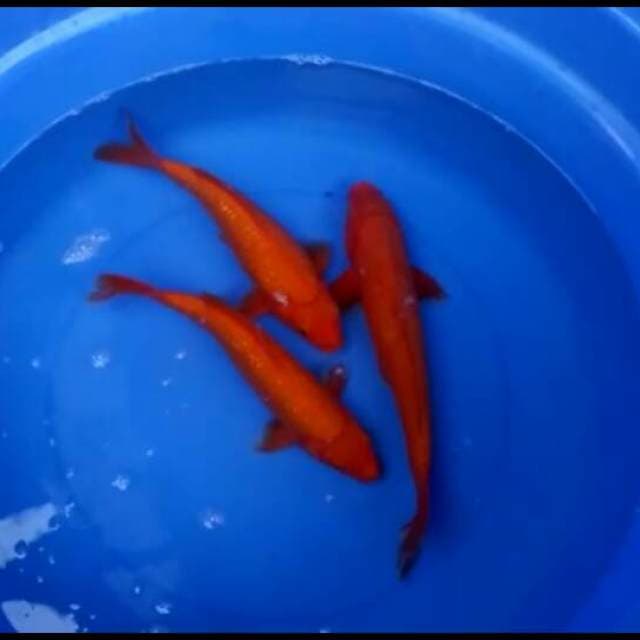 Benigoi merah tembus