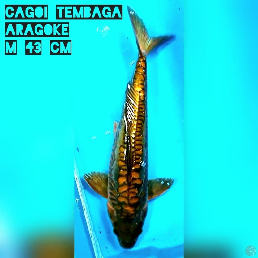 Cagoi tembaga aragoke M 43 cm