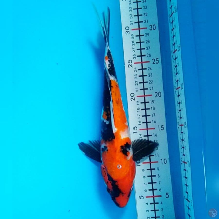 showa 28cm