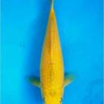 Yellow Midori, Bakat Jumbo