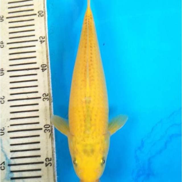 Yellow Midori, Bakat Jumbo