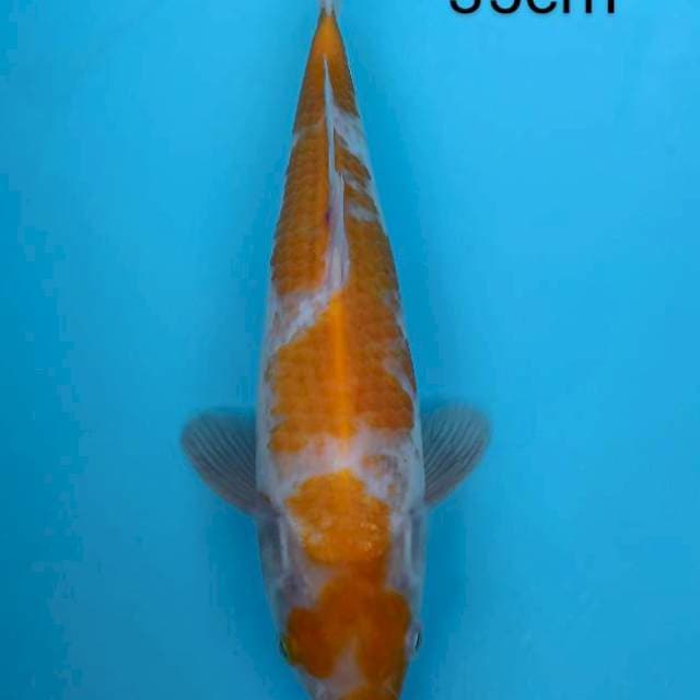 Kohaku Kuning ( Koyo) 35cm