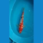 sanke kingirin 32cm male