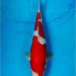 SQ Kohaku Doitsu, Strong Red