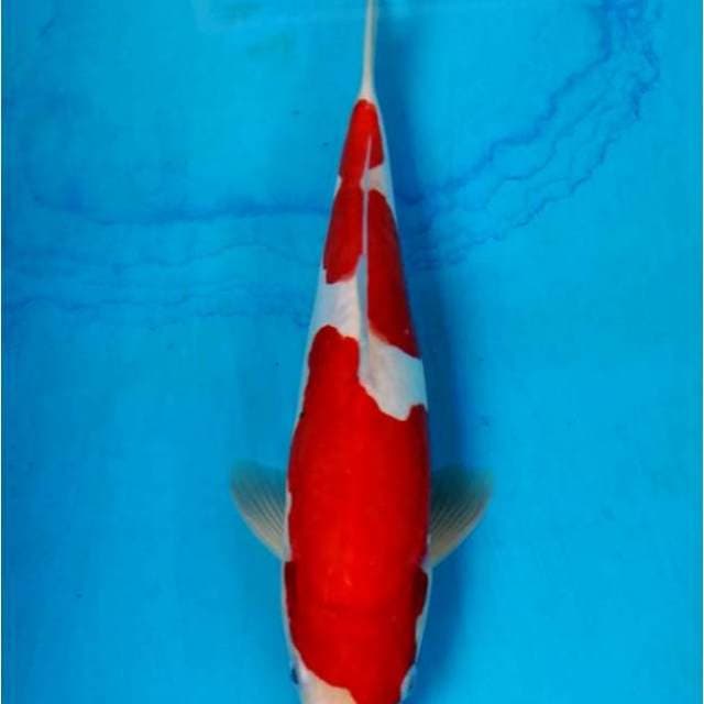 SQ Kohaku Doitsu, Strong Red