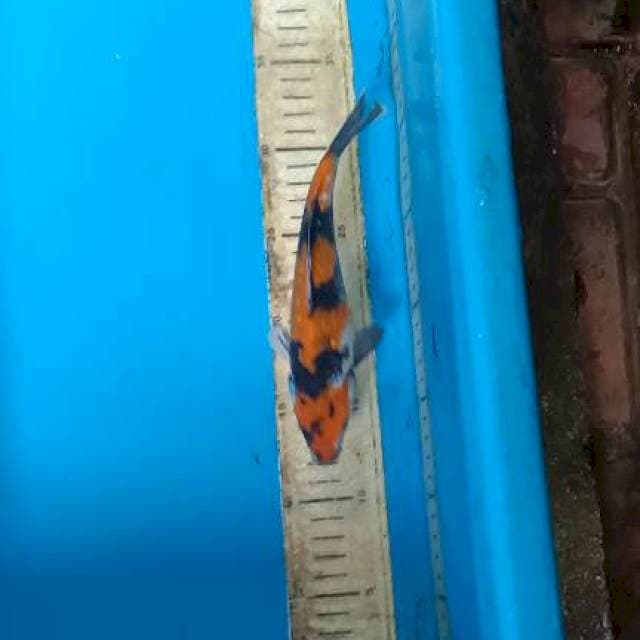Showa ginrin 20cm