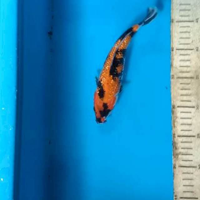 Showa ginrin 21cm